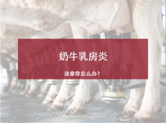 奶牛乳房炎，该拿你怎么办？[耀飞生物]