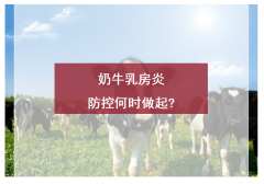 奶牛乳房炎防控何时做起?-看了很有用[耀飞生物]