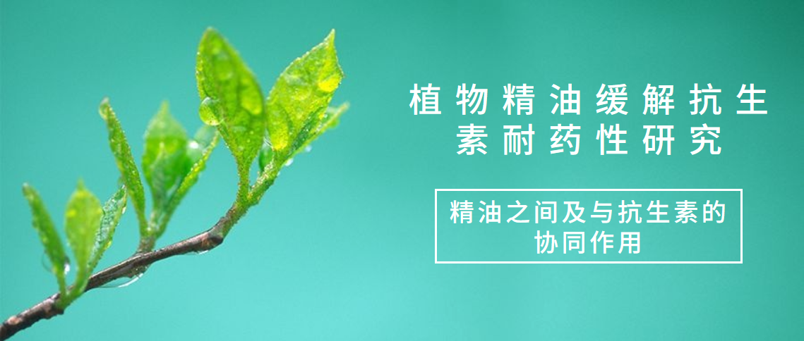 植物精油缓解抗生素耐药性的研究（二）